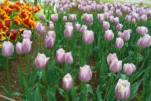 08042503