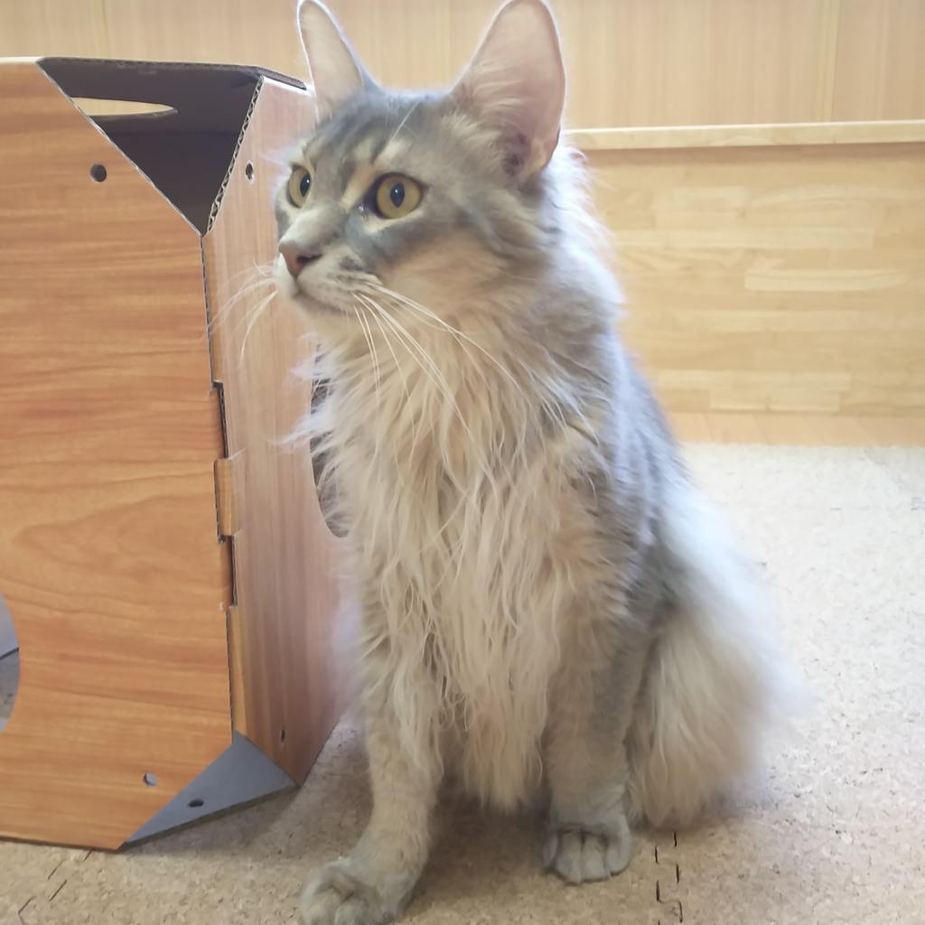 メイト君 お誕生日おめでとう 猫カフェキティマムのブログ