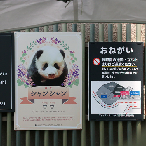 シャンシャン看板
