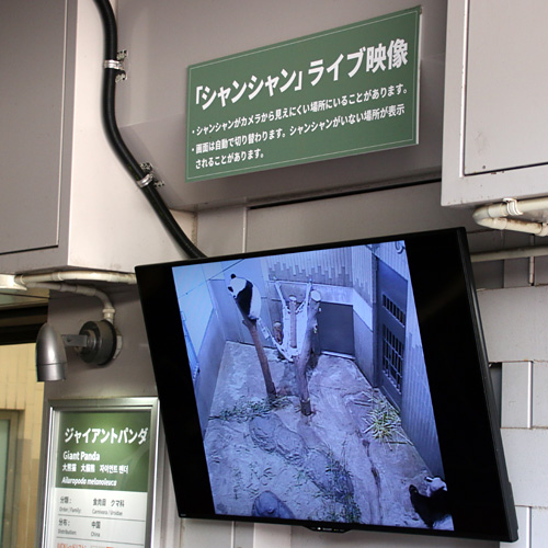 シャンシャンモニター