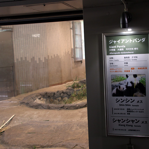 シャンシャン見えてきた