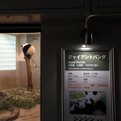 シャンシャン見えてきた