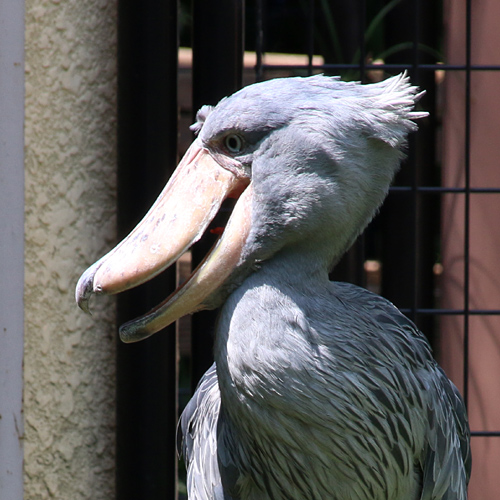 アサンテ
