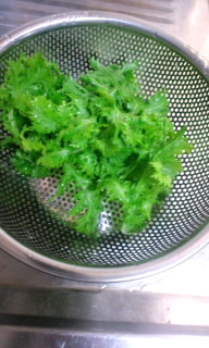わさび菜2
