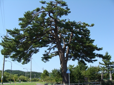 鍛冶屋の一本松