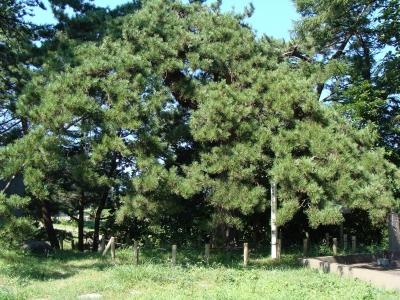 玉松