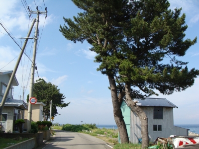 野田玉川の松