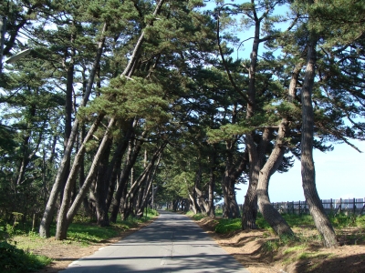 松前街道の松並木