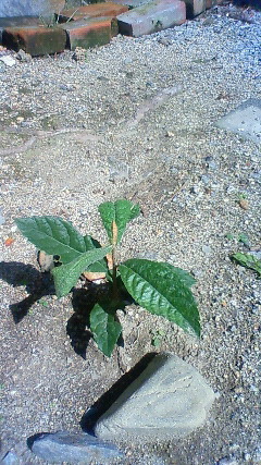 201209251242000.jpg