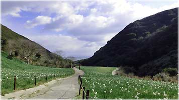 立川水仙郷
