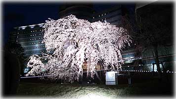 琵琶湖ホテル・桜