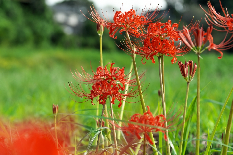 芦刈に咲く彼岸花