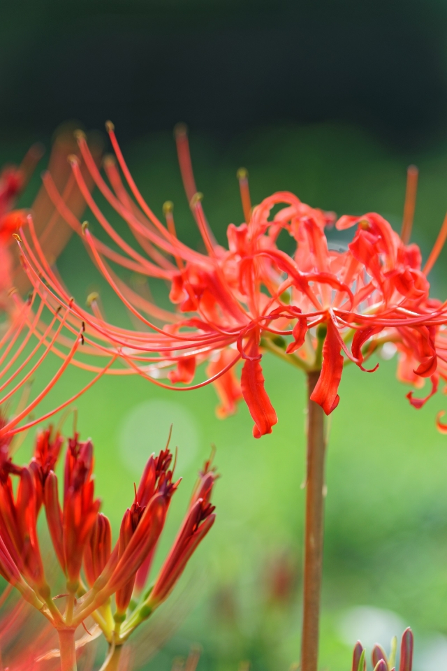 芦刈に咲く彼岸花