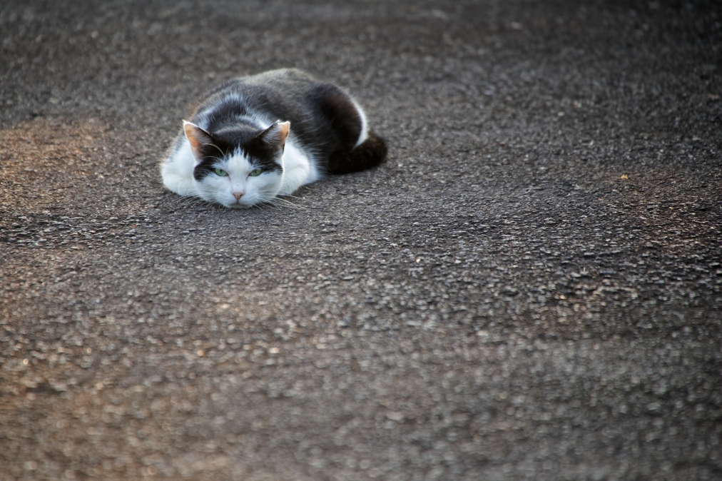 日向岬グリーンパークの野良猫ちゃん