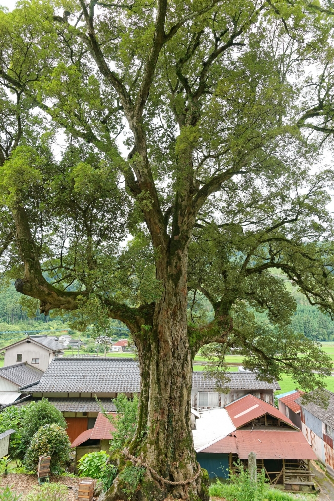 山蔵のイチイガシ