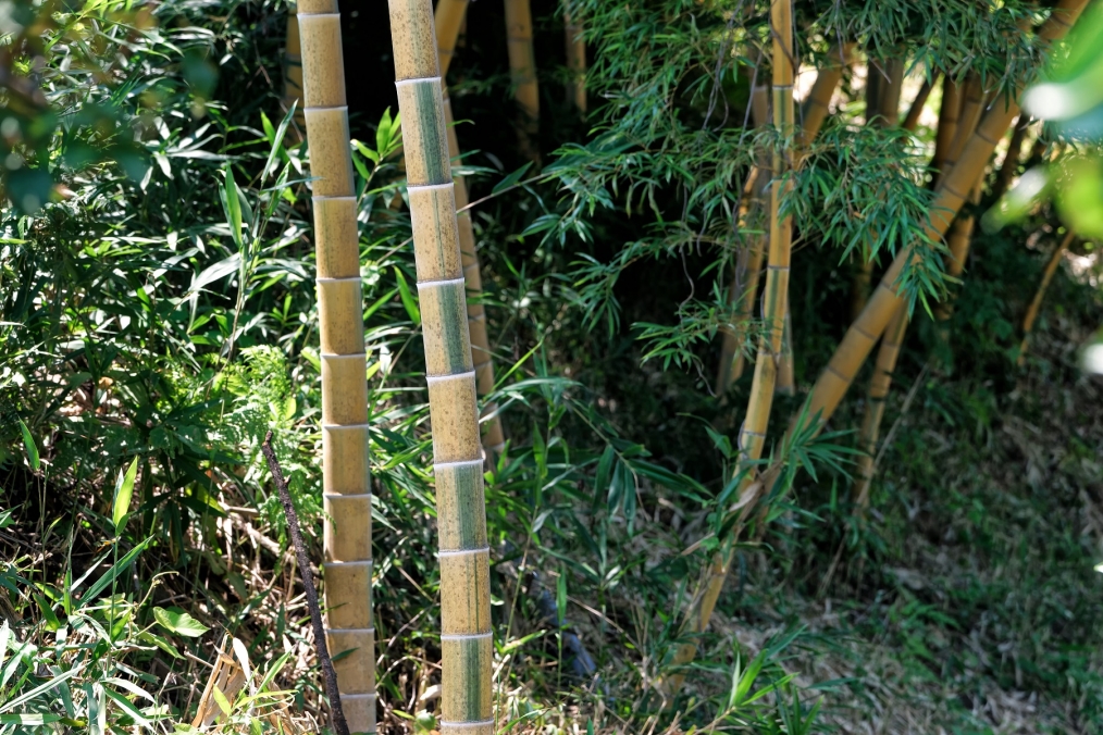 ここにもあった「金明孟宗竹」 | 大分県豊後大野市から気ままなblog