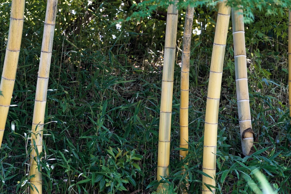 ② 金明孟宗竹 珍しいです