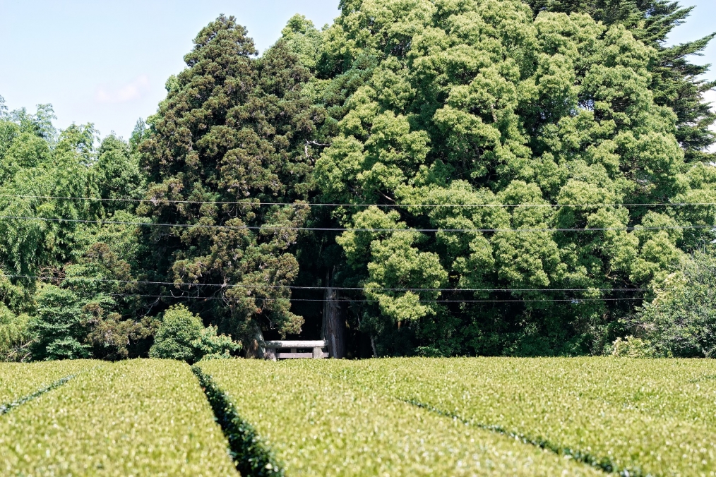 仲間入り 大分県豊後大野市から気ままなblog