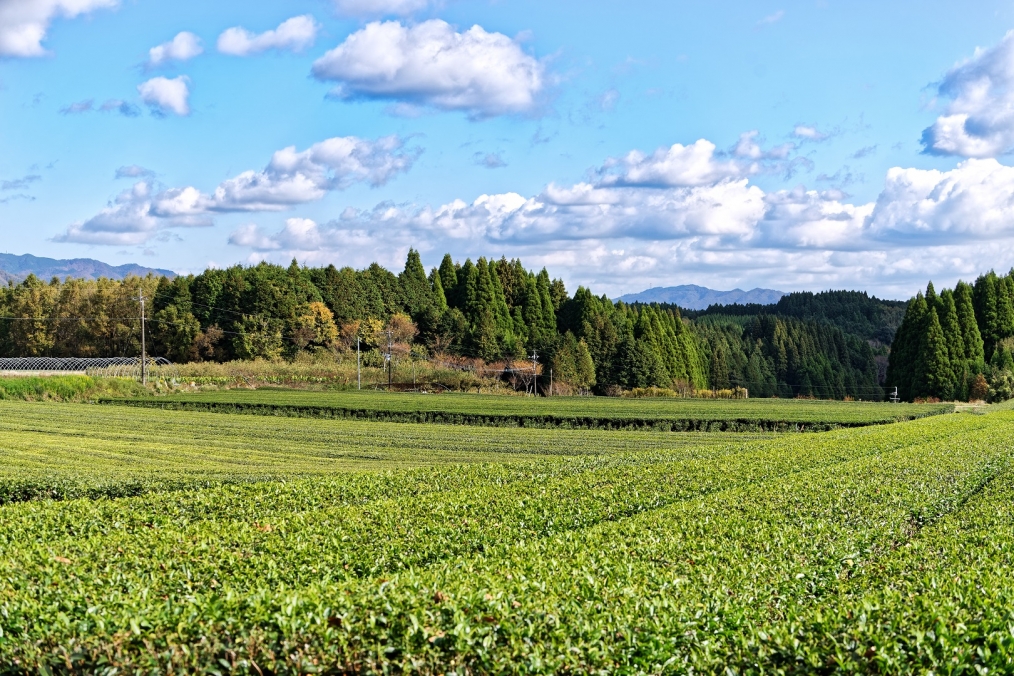 豊後大野市大野町郡山