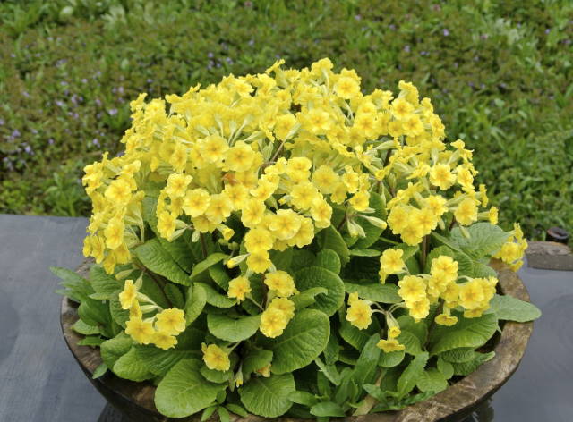 がおちゃん様 ご確認用 プリムラ 黄色 黄色のプリムラ｜園芸日記by