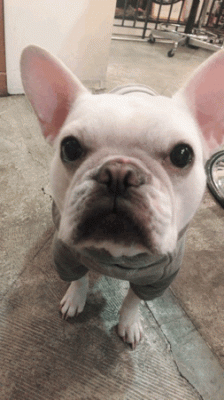 LINE_P20190404_22004599.GIF