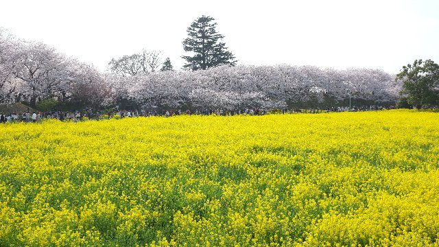 ºë¶Ì¸©¹¬¼ê»Ô¸¢¸½Æ²Äé2011-04-10
