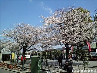 ���ޤ���ʬ�餭���ʡġ�