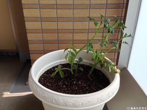 ※ジャガイモ観察日記