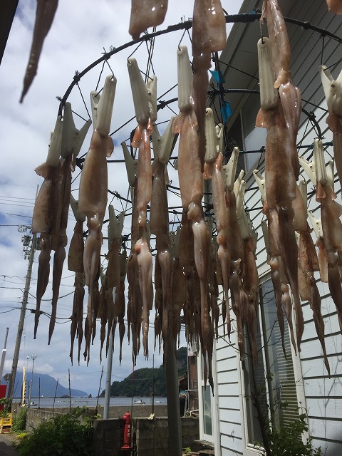 いかの干物