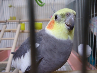 ぴっちょん70