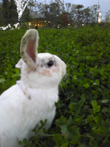 うさぎ きんちゃん