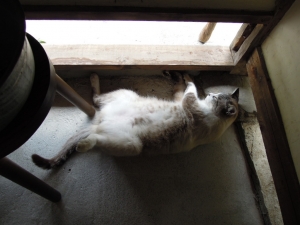 ユリイカ 猫