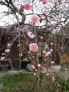 ユリイカ 新居浜 木工