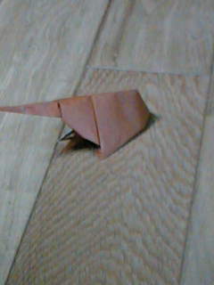 カブトガニ
