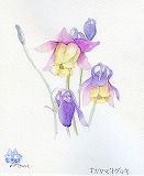 おだまき草