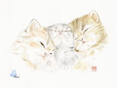 すやすや猫