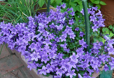 庭で咲く花