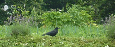 カラスのカーキチ