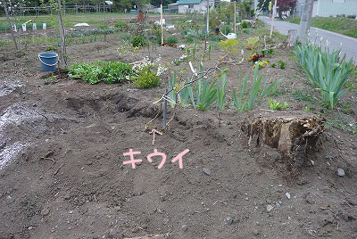 14年5月の畑