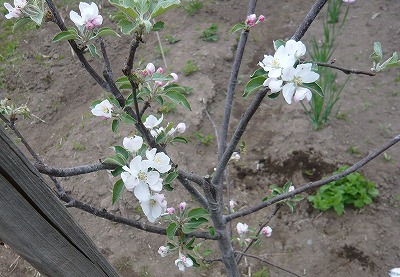 りんごの花