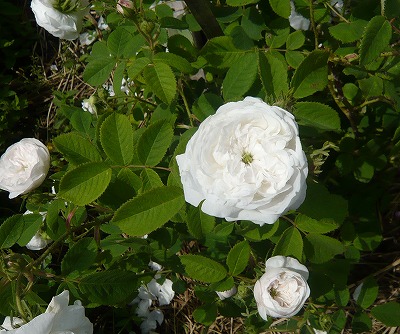 薔薇 マダムアルディ
