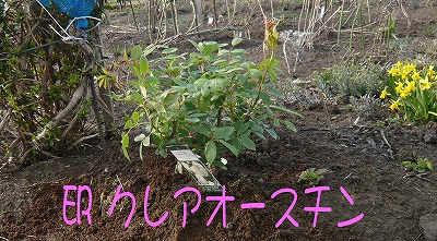 ER クレアオースチン