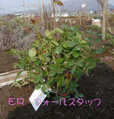 ER フォールスタッフ