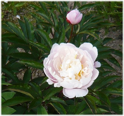 芍薬