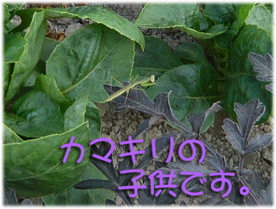 カマキリさん