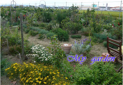 8月27日のmy garden
