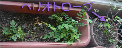 2015年の挿し木02