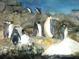 ペンギンのムレ