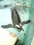 ペンギン
