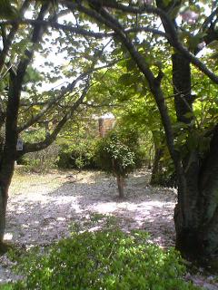 桜のじゅうたん